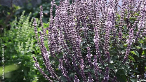 Beautiful white and purple flowers of Basil (Ocimum basilicum) herbs with bees and backlight bokeh in the english perennial herb cottage garden.	