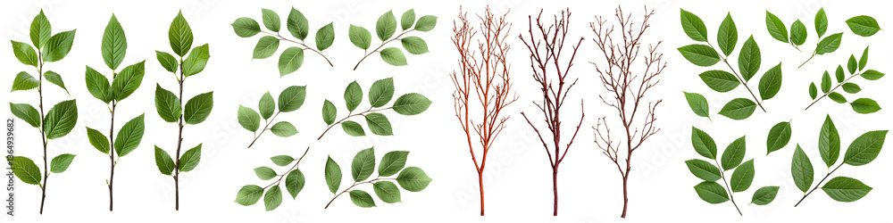A diverse collection of different shaped and sized green leaves alongside bare natural tree branches in a natural serene setting A diverse collection of different shaped and sized green leaves alongside bare natural tree branches in a natural serene setting