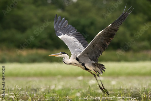 Grey Heron (Ardea cinerea). Heron Lifting Off Gracefully. Shallow water meadow with blurred green background. Elegant symmetry of wings and intense focus enhance this dynamic scene.
