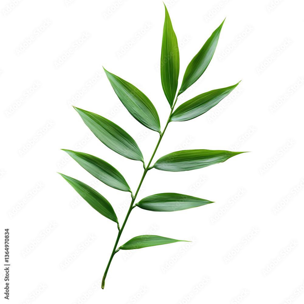 Fototapeta premium Vibrant green leaf branch on white background.
