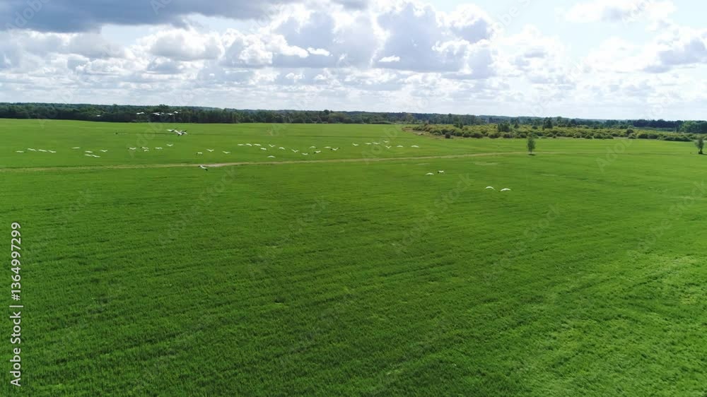 Peaceful countryside scene as white birds soar above lush green summer farmland