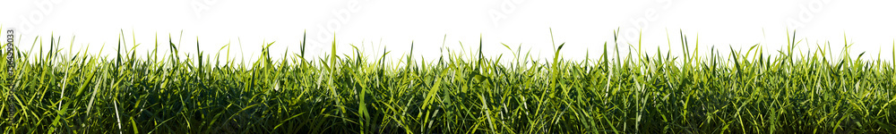 Obraz premium Bright green grass border isolated on transparent background. 3d rendering illustration.