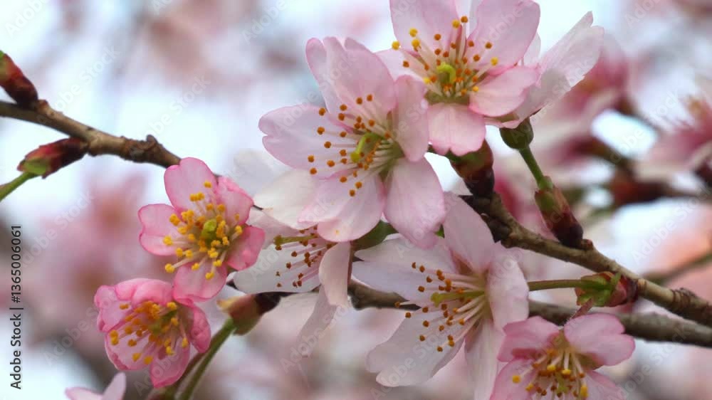 旬の桜の花(ハイスピード撮影) 旬の桜の花(ハイスピード撮影)