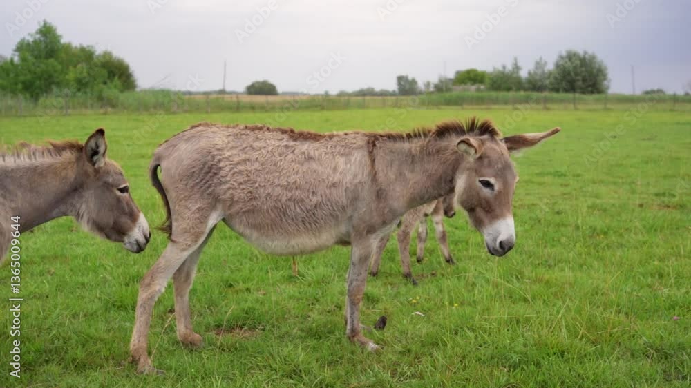 Donkeys grazing peacefully in a lush green field during overcast weather Donkeys grazing peacefully in a lush green field during overcast weather