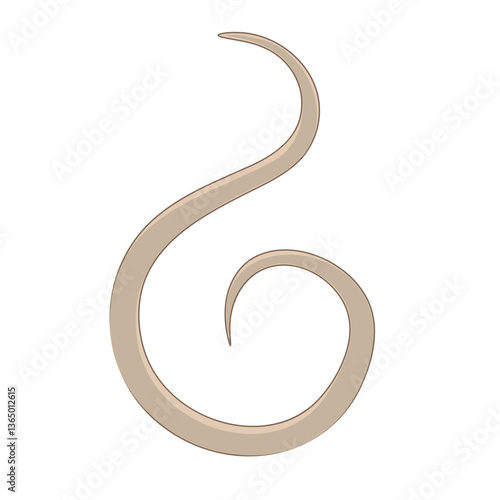 Elegant spiral brown helminth ,on white background