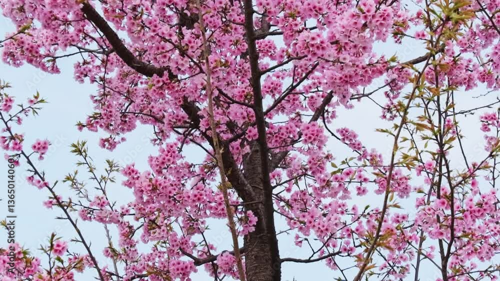 満開の河津桜 満開の河津桜