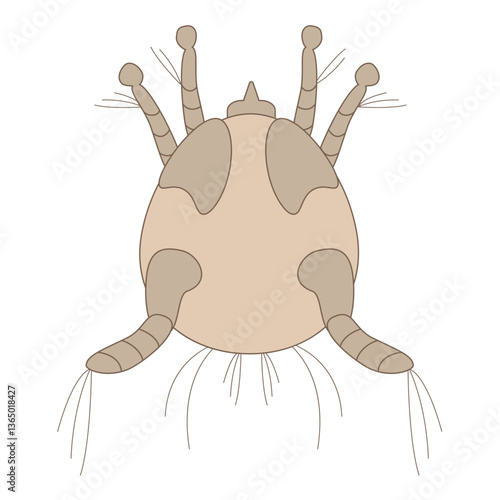 Detailed illustration of a dust mite isolated on a white background