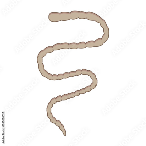 Vector illustration of a stylized tapeworm with segmented body 