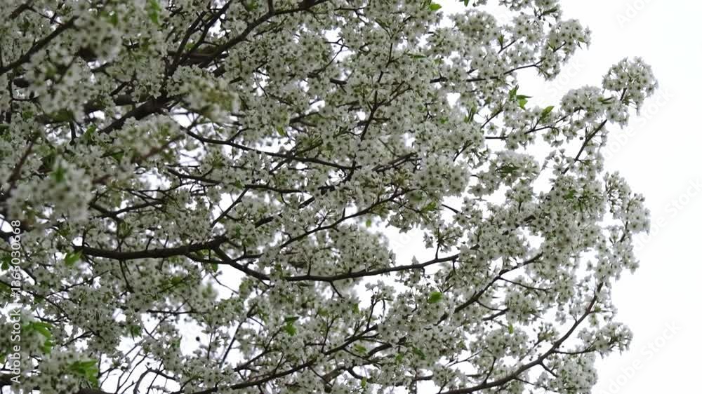 満開の花万朶(はなばんだ) 満開の花万朶(はなばんだ)