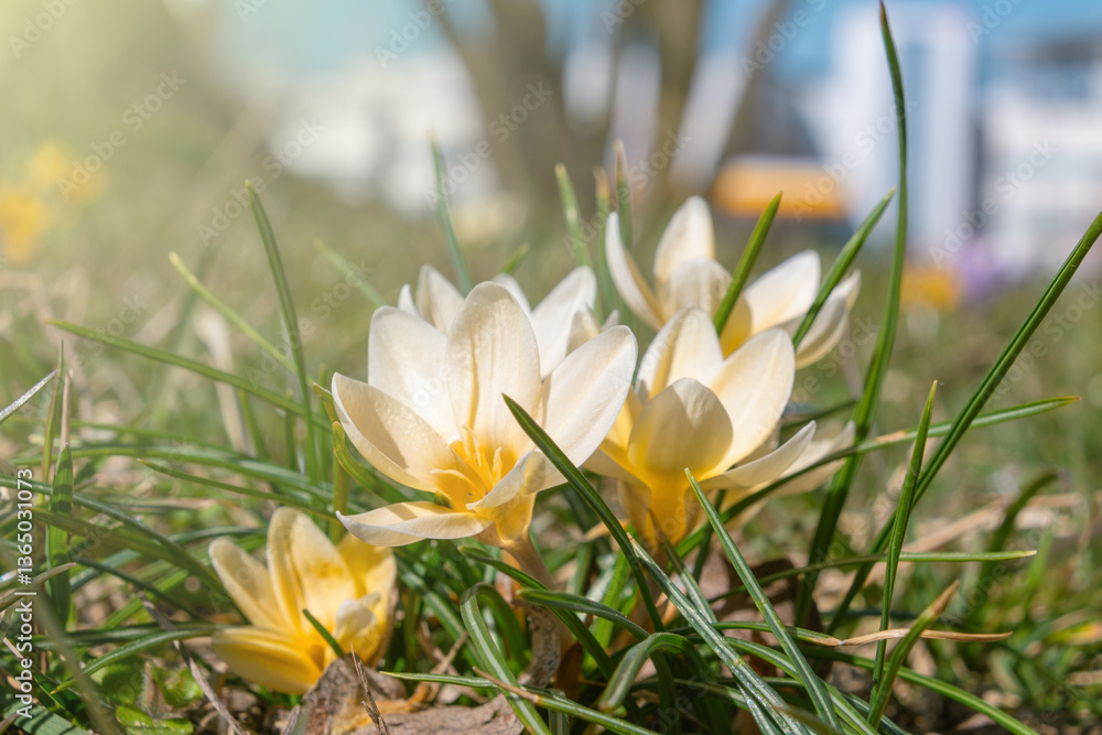 Beautiful yellow crocuses in the meadow. Beautiful yellow crocuses in the meadow.