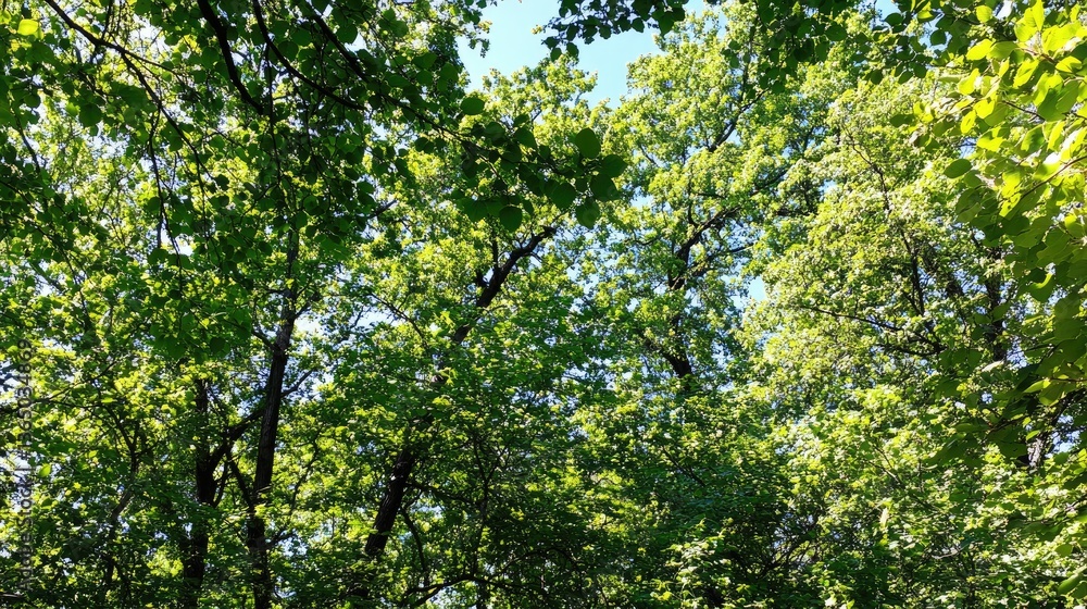 Fototapeta premium Sunlight Filtering Through Lush Green Canopy