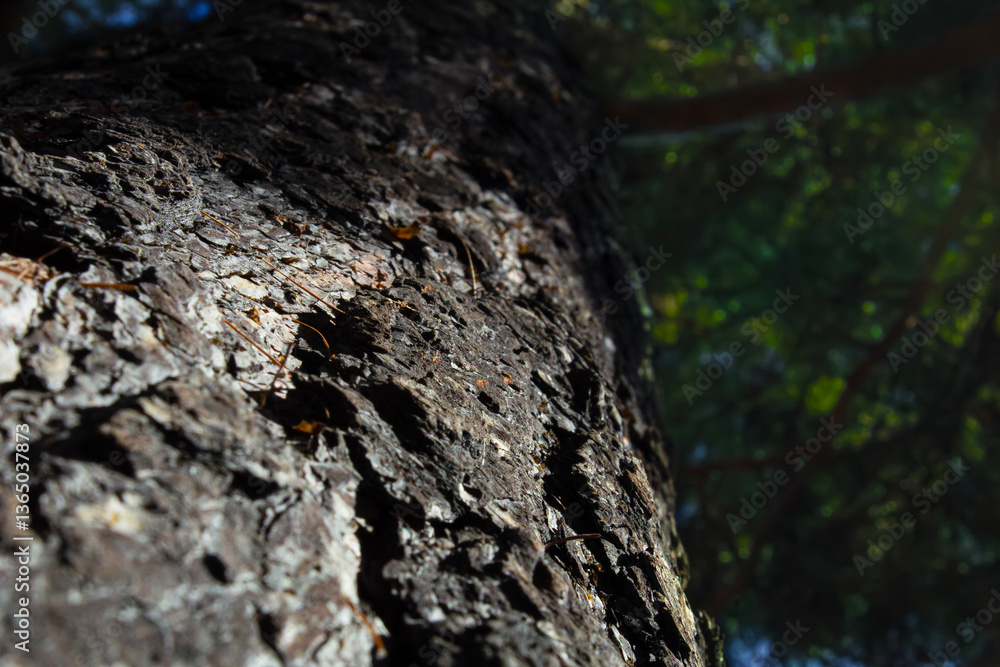 Close-up of tree bark in sunlight showing natural texture and detail. Close-up of tree bark in sunlight showing natural texture and detail.