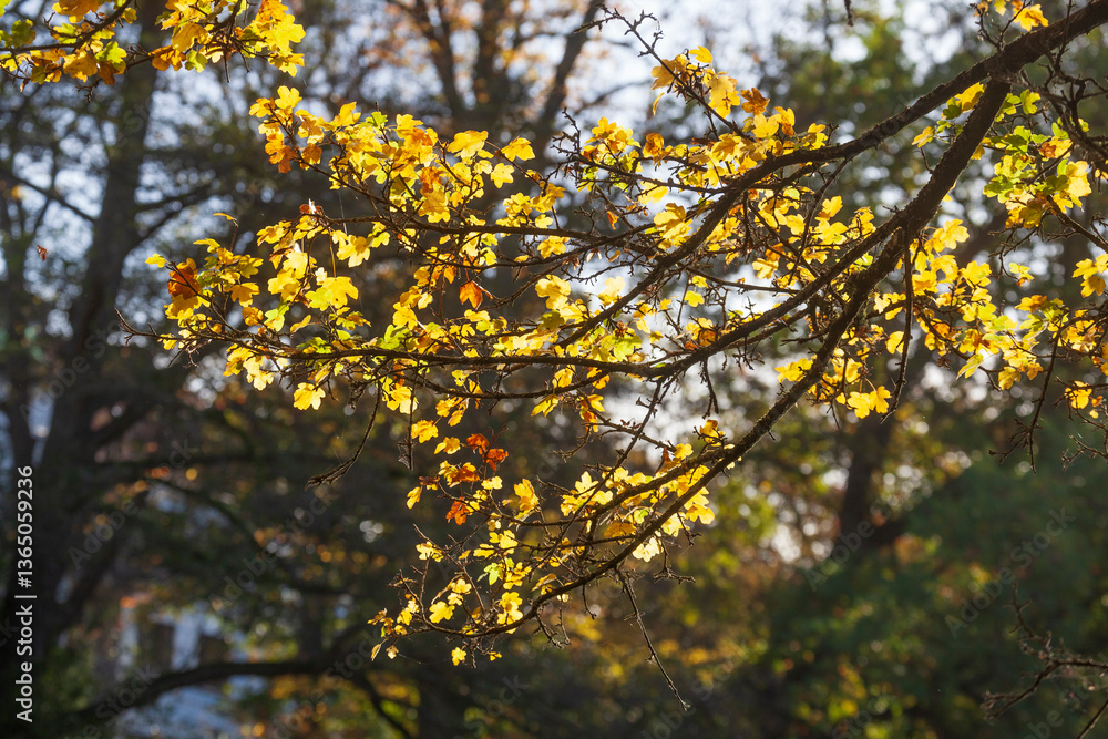Herbstlich bunt verfärbte Ahornblätteran an Ästen, Deutschland Herbstlich bunt verfärbte Ahornblätteran an Ästen, Deutschland
