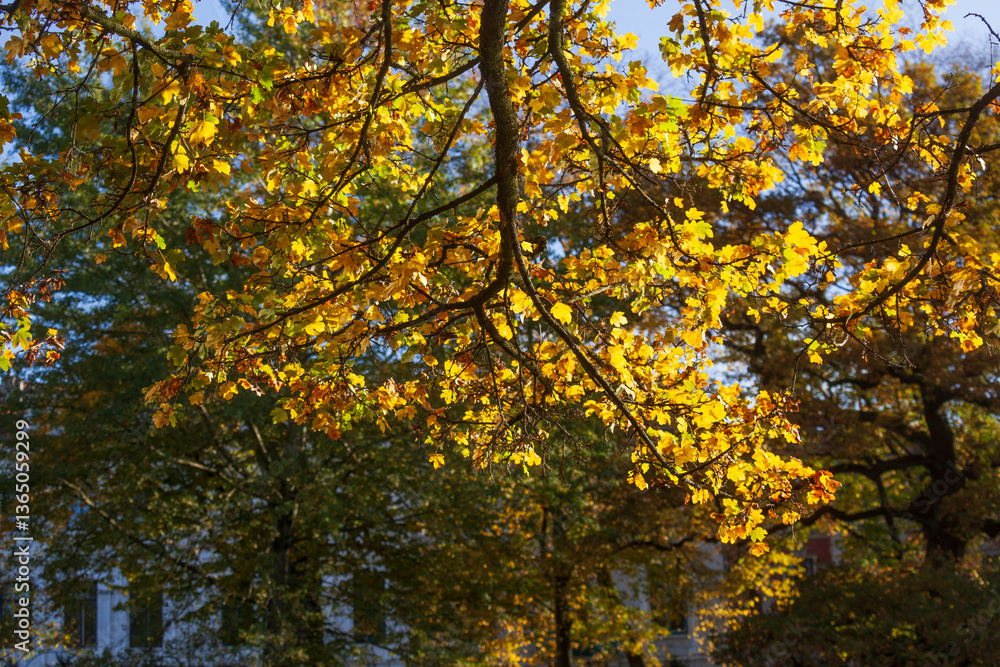 Herbstlich bunt verfärbte Ahornblätteran an Ästen, Deutschland Herbstlich bunt verfärbte Ahornblätteran an Ästen, Deutschland