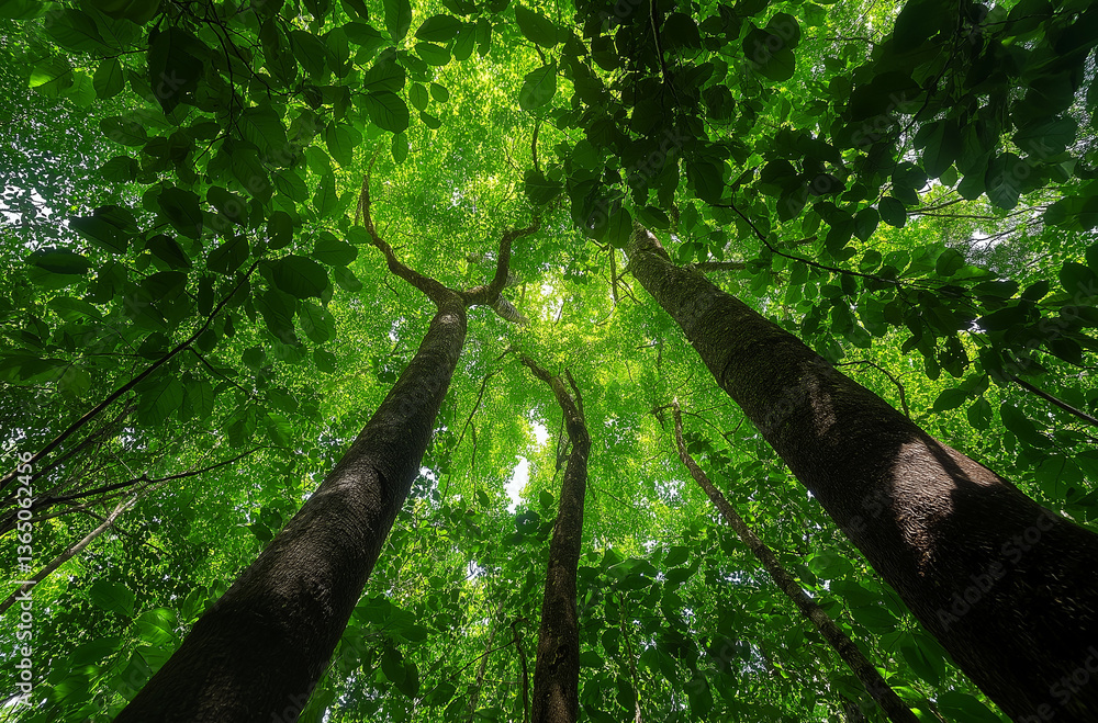 Fototapeta premium A trek across the Emerald Forest Canopy invites adventurers into a lush, verdant journey, merging natural wonder with daring exploration.