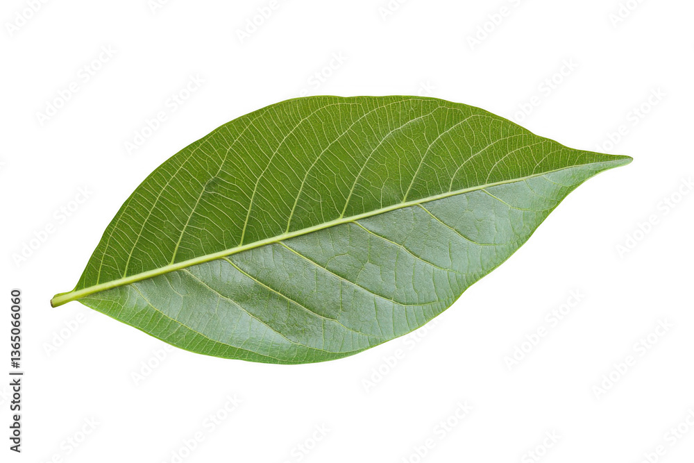 Isolated guava leaf on a white background, png Isolated guava leaf on a white background, png