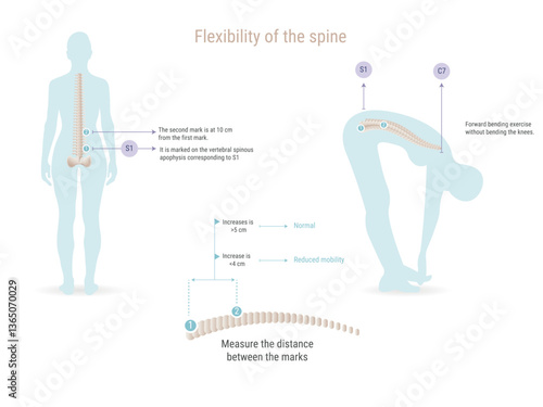 Doctor measuring spine flexibility with forward bending exercise