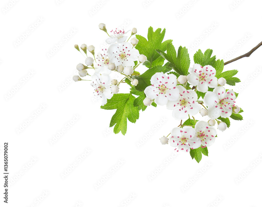 Blossoming branch of Hawthorn (May-tree) with white flowers and green leaves isolated on white background. Close-up. Selective focus