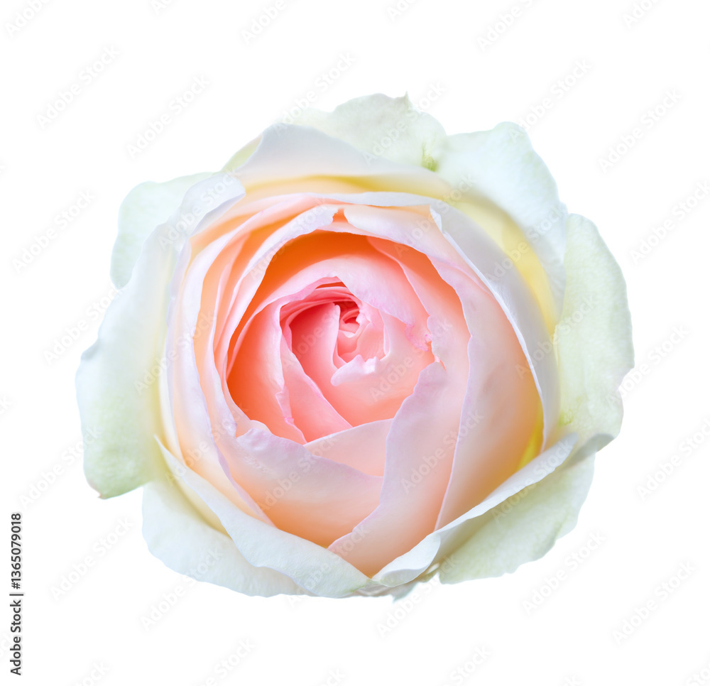 Light pink Rose with pale green lower petals isolated on white background.