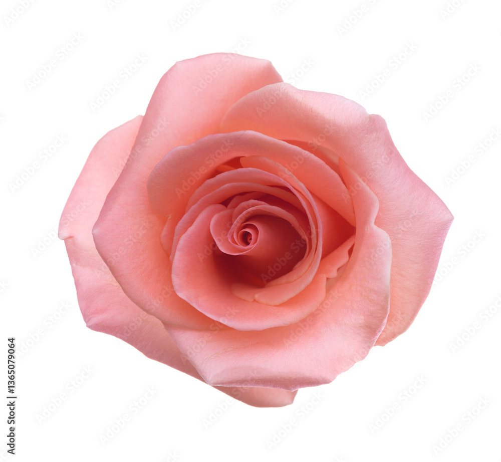 Rose of light coral color isolated on white background. Selective focus.
