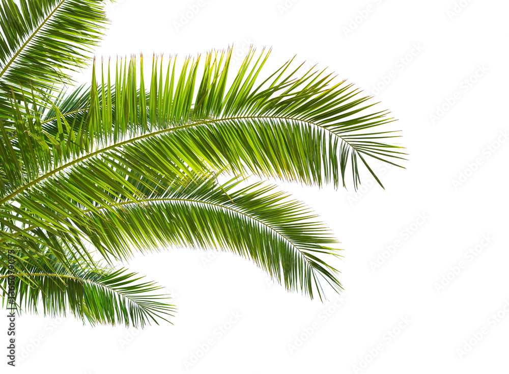 Palm leaves isolated on white background.