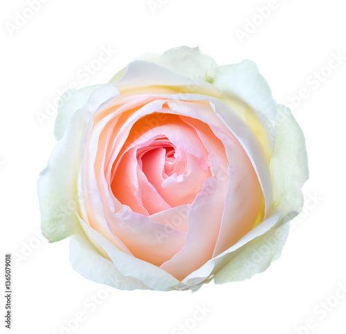 Obraz na płótnie Light pink Rose with pale green lower petals isolated on white background. w salonie