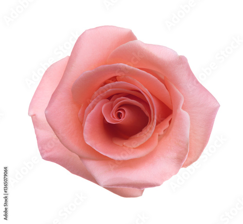 Obraz na płótnie Rose of light coral color isolated on white background. Selective focus. w salonie