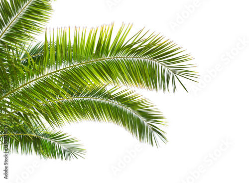 Obraz na płótnie Palm leaves isolated on white background. w salonie