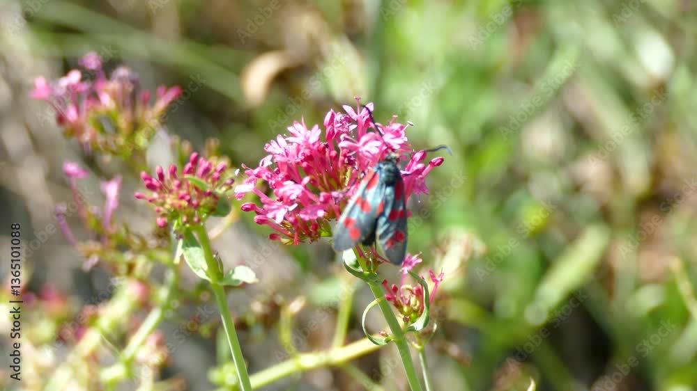 Six-spot Burnet (Zygaena filipendulae) moth moving around on pink flower in Zurich, Switzerland Six-spot Burnet (Zygaena filipendulae) moth moving around on pink flower in Zurich, Switzerland