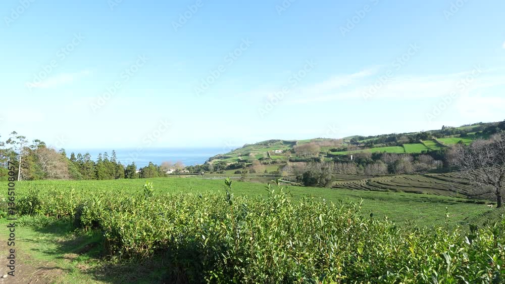 Tea plantation at the Azores, Sao Miguel. Tea plantation at the Azores, Sao Miguel.