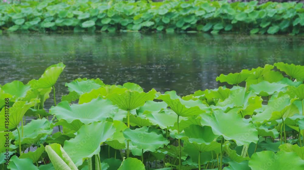 4k Video of Rain Falling in Park With Lotus Pond Surrounded by Lush Greenery and Tranquil Atmosphere During a Serene Moment 4k Video of Rain Falling in Park With Lotus Pond Surrounded by Lush Greenery and Tranquil Atmosphere During a Serene Moment
