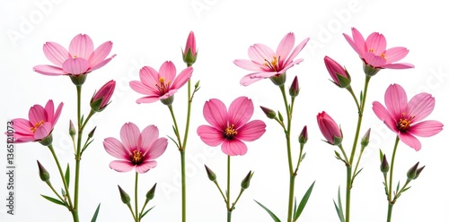 Wallpaper Mural Set of pink onobrychis flowers isolated on white background,  garden,  floral Torontodigital.ca