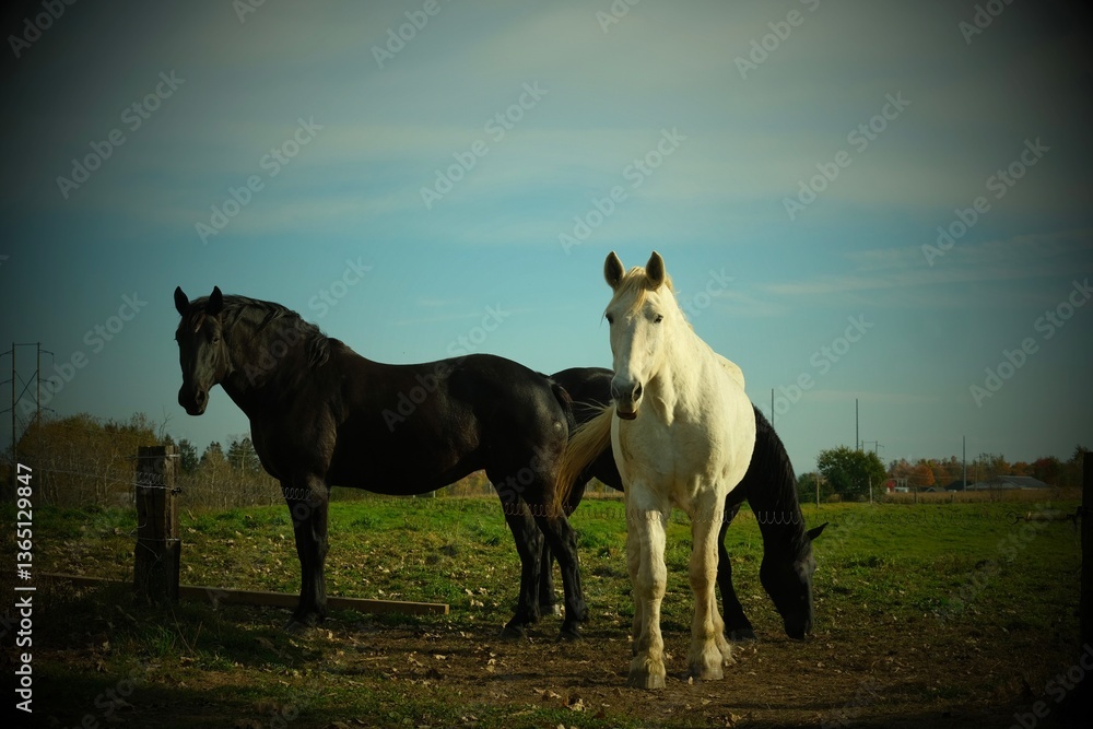 Fototapeta premium Magnificent horses grazing in field