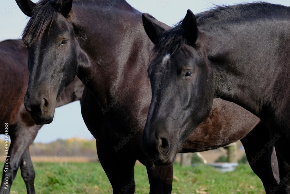 Naklejka premium Magnificent horses grazing in field