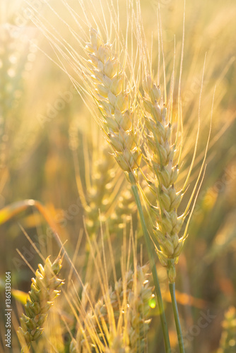 beautiful golden wheat ears at meadow at sunny evening, at sunset bathing in sun light. macro