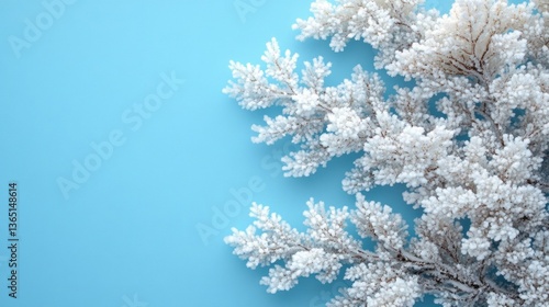 Frosty branches on a light blue background. Winter aesthetic