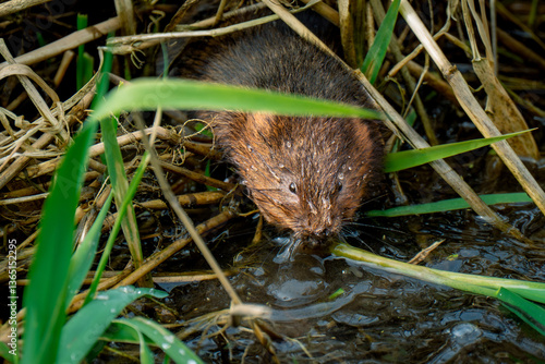 water vole eating grass