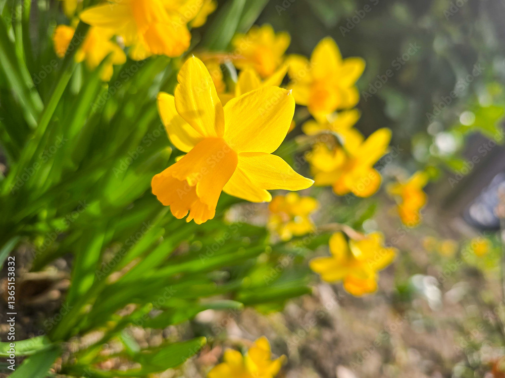 close-up of blooming yellow daffodils basking in warm spring sunlight, evoking a cheerful and fresh atmosphere in a garden setting close-up of blooming yellow daffodils basking in warm spring sunlight, evoking a cheerful and fresh atmosphere in a garden setting