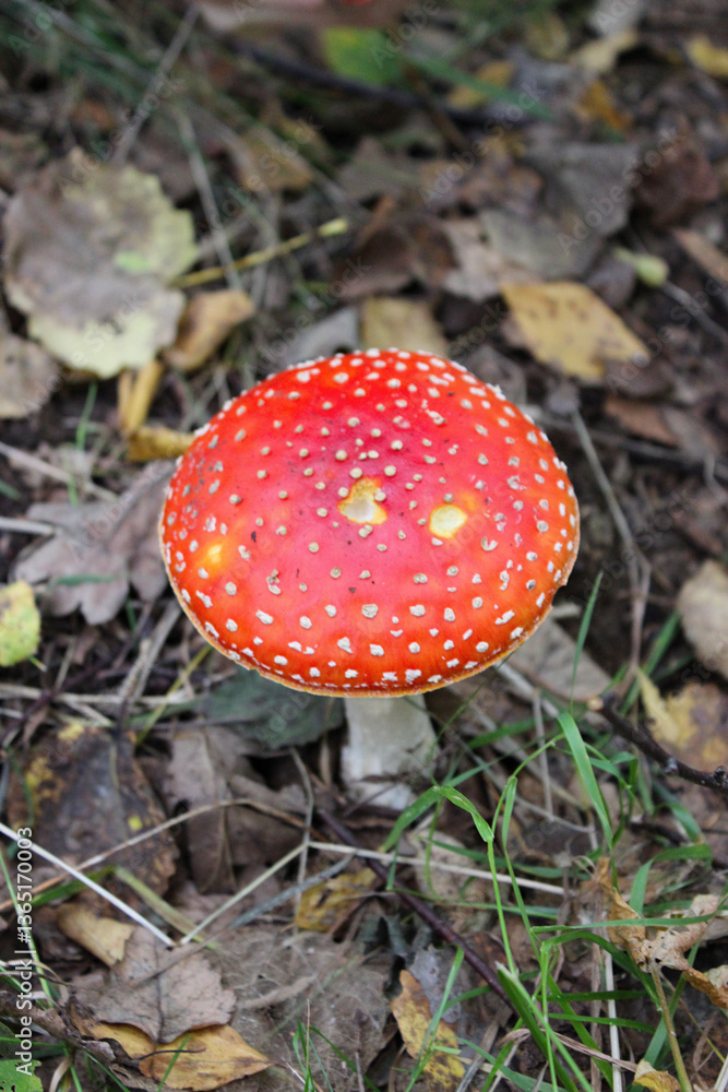 Bright red mushroom with white spots stands out amidst brown leaves and green grass in a forested area during fall season Bright red mushroom with white spots stands out amidst brown leaves and green grass in a forested area during fall season
