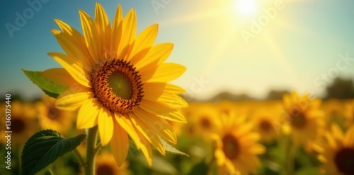 Vibrant sunflower basking in sunlight, golden petals , bright, day