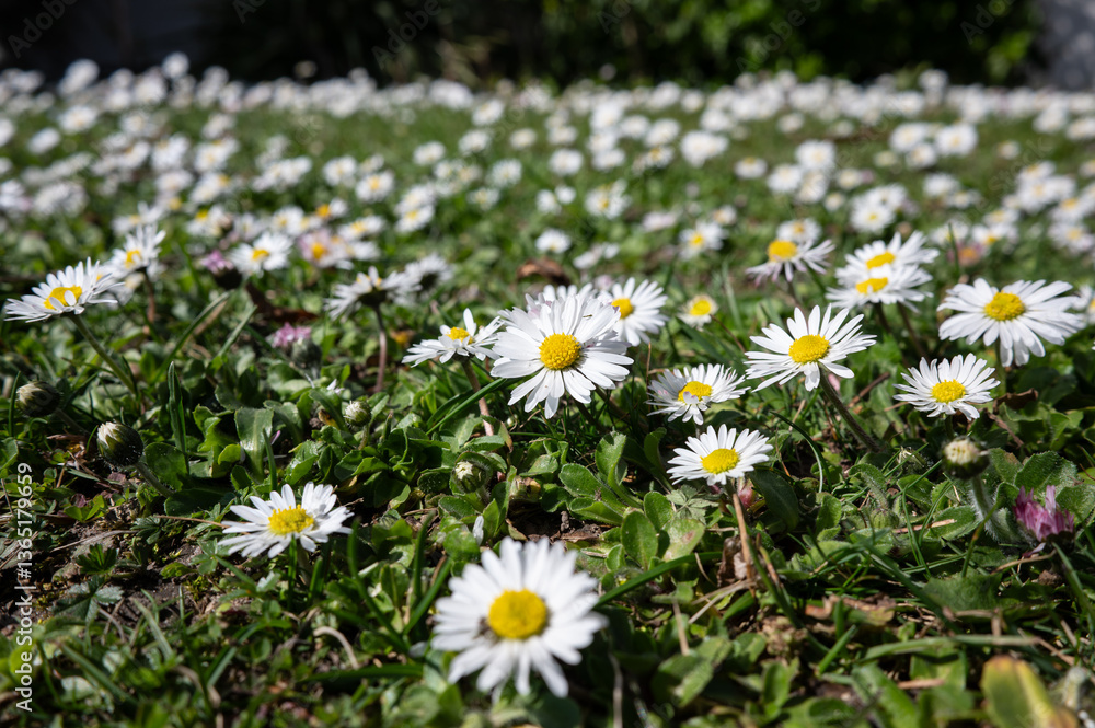 , Deutschland, Rheinland-Pfalz, 27.03.2025, Nahaufnahme einer Wiese voller blühender Gänseblümchen bei Sonnenschein – Symbol für Frühling, Natur und Lebensfreude. , Deutschland, Rheinland-Pfalz, 27.03.2025, Nahaufnahme einer Wiese voller blühender Gänseblümchen bei Sonnenschein – Symbol für Frühling, Natur und Lebensfreude.