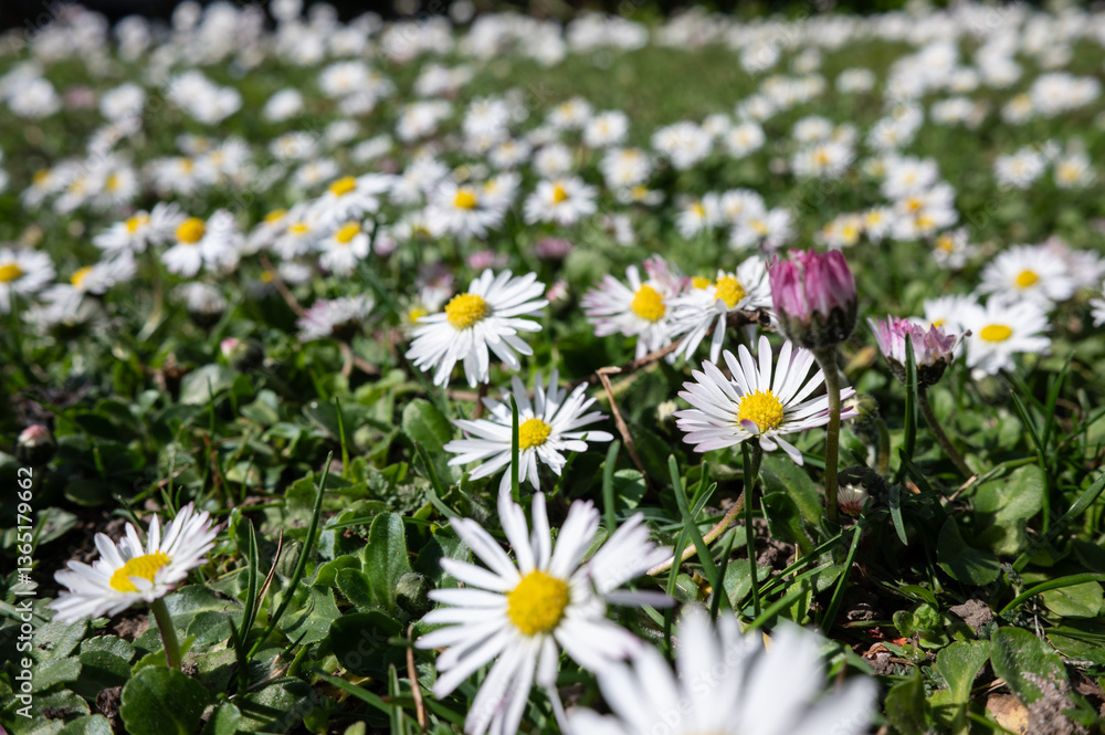 , Deutschland, Rheinland-Pfalz, 27.03.2025, Nahaufnahme einer Wiese voller blühender Gänseblümchen bei Sonnenschein – Symbol für Frühling, Natur und Lebensfreude. , Deutschland, Rheinland-Pfalz, 27.03.2025, Nahaufnahme einer Wiese voller blühender Gänseblümchen bei Sonnenschein – Symbol für Frühling, Natur und Lebensfreude.