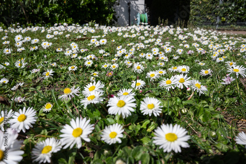, Deutschland, Rheinland-Pfalz,  27.03.2025,  Nahaufnahme einer Wiese voller blühender Gänseblümchen bei Sonnenschein – Symbol für Frühling, Natur und Lebensfreude.