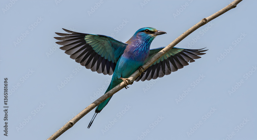 Obraz premium Indian roller displaying vibrant plumage perched elegantly on a branch