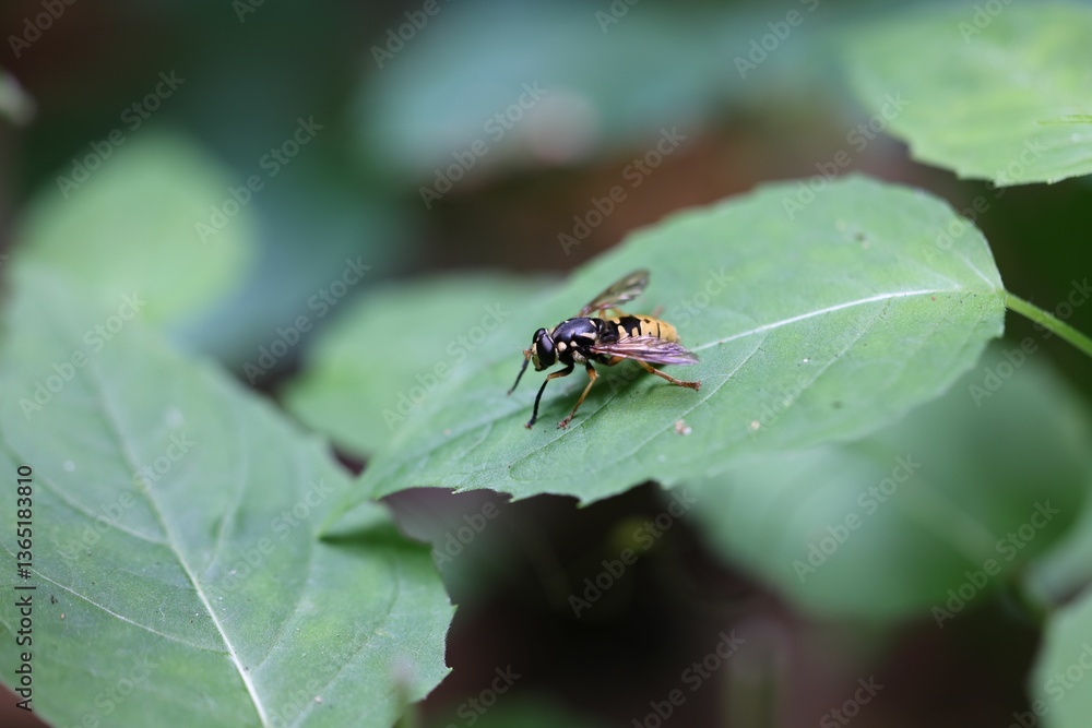 Close-up of a wasp on a green leaf. Close-up of a wasp on a green leaf.