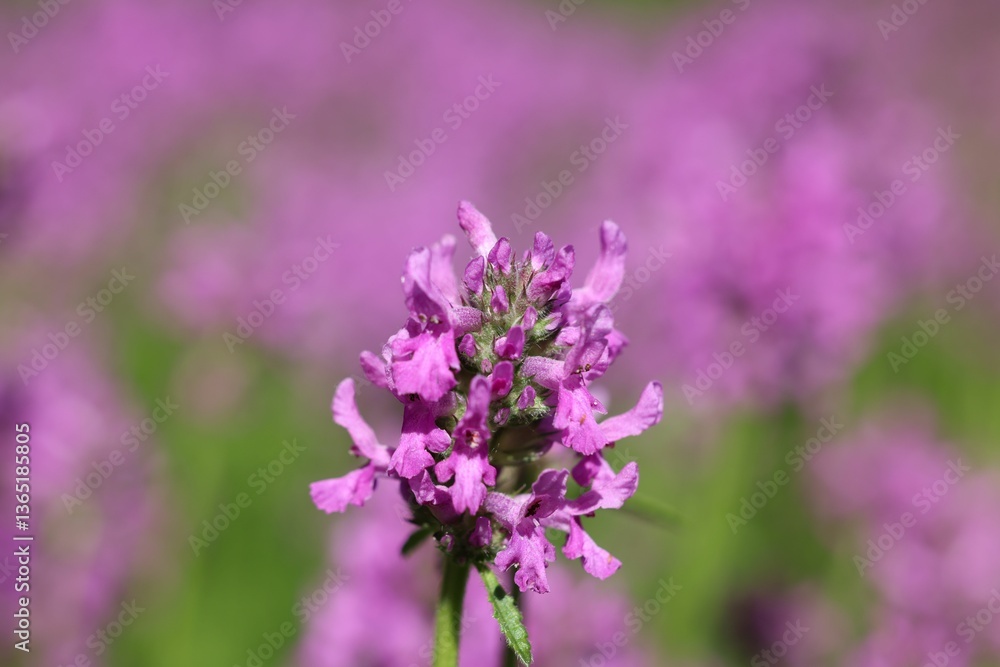 Obraz premium Vibrant Purple Flower Close-Up