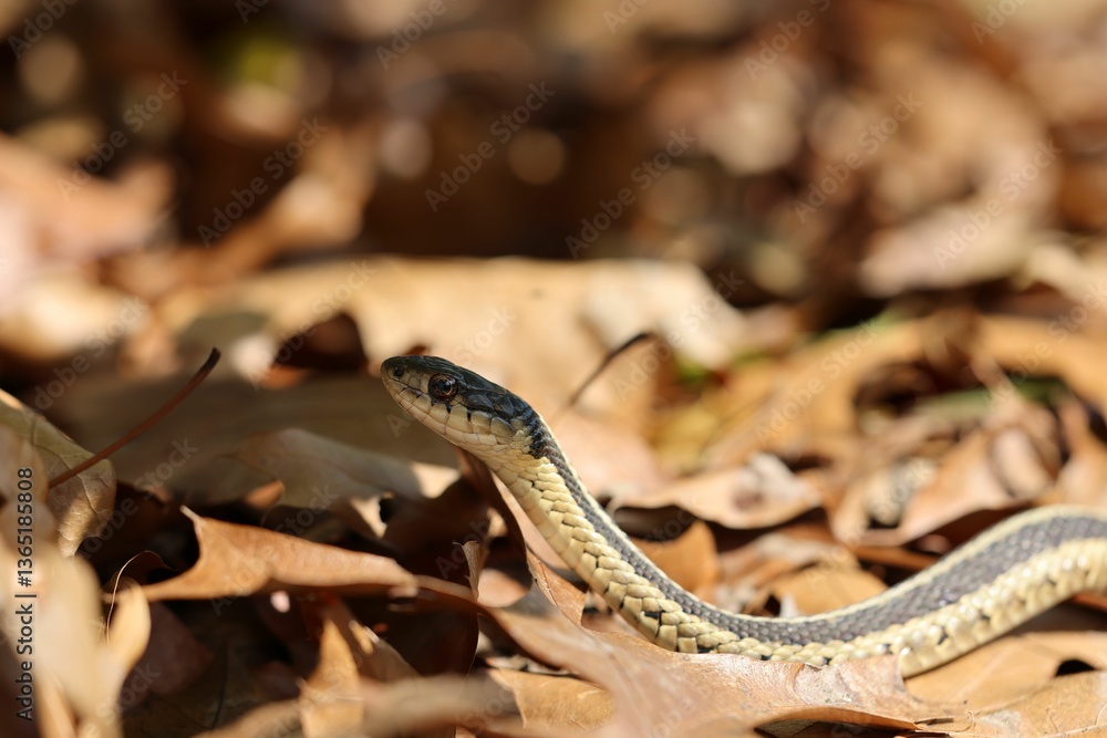 Obraz premium Garter snake amidst autumn leaves