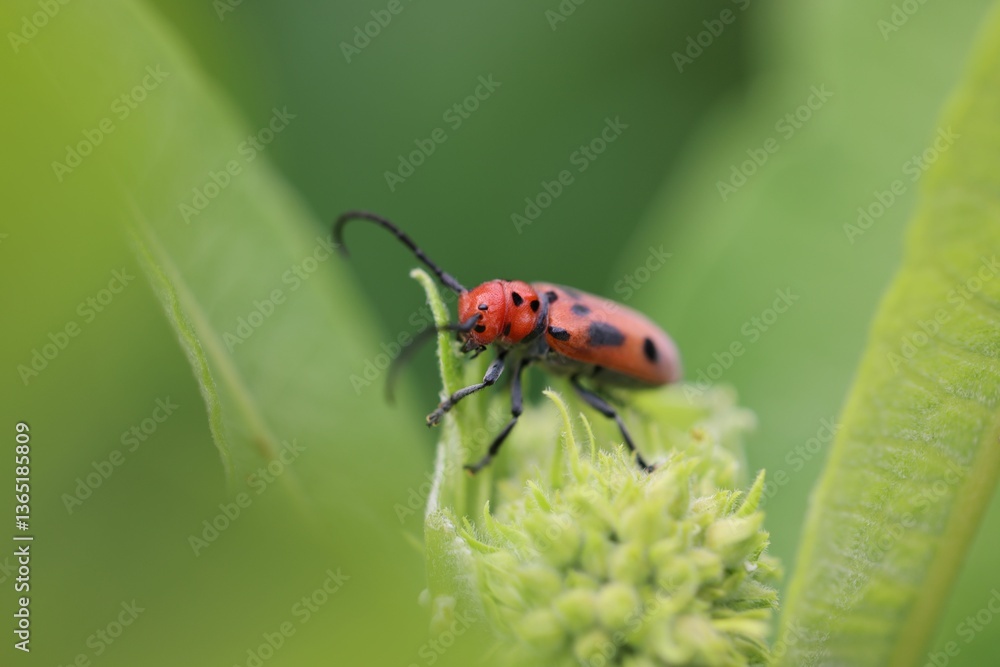 Naklejka premium Close-up of a red beetle on a green plant.