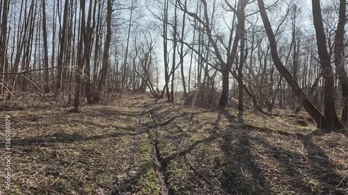 Wallpaper Mural A beautiful and serene forest pathway, bathed in soft spring sunlight, showcasing the wonderful natural beauty Torontodigital.ca