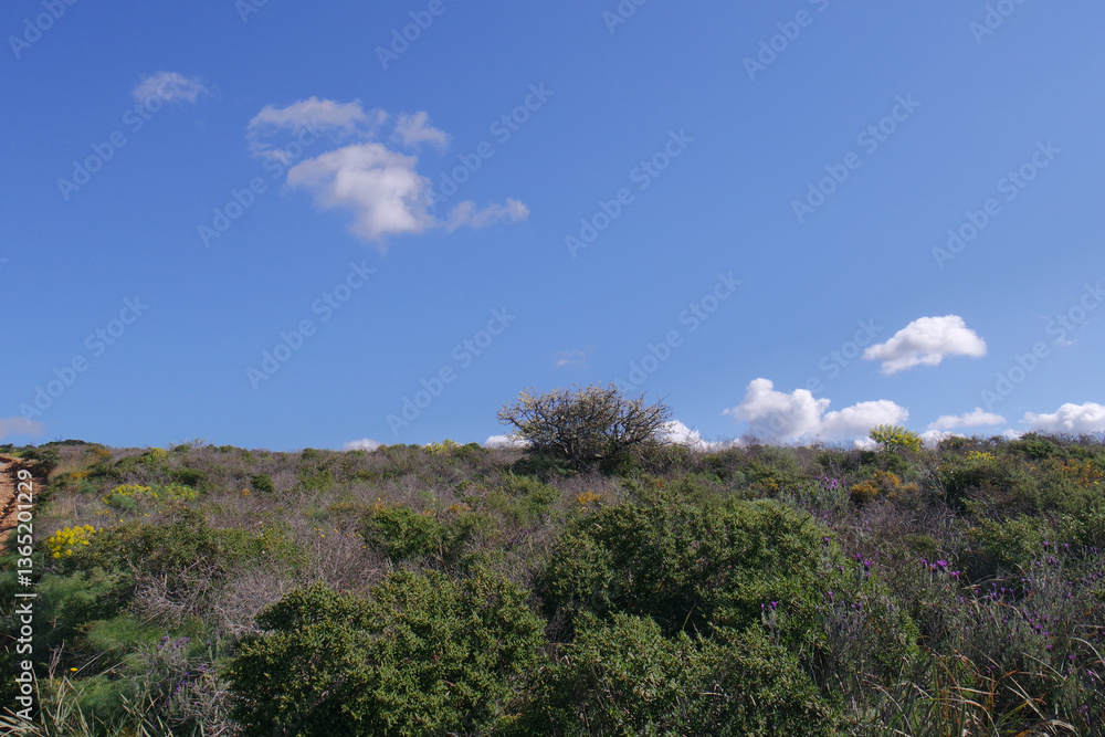 Obraz premium Natura